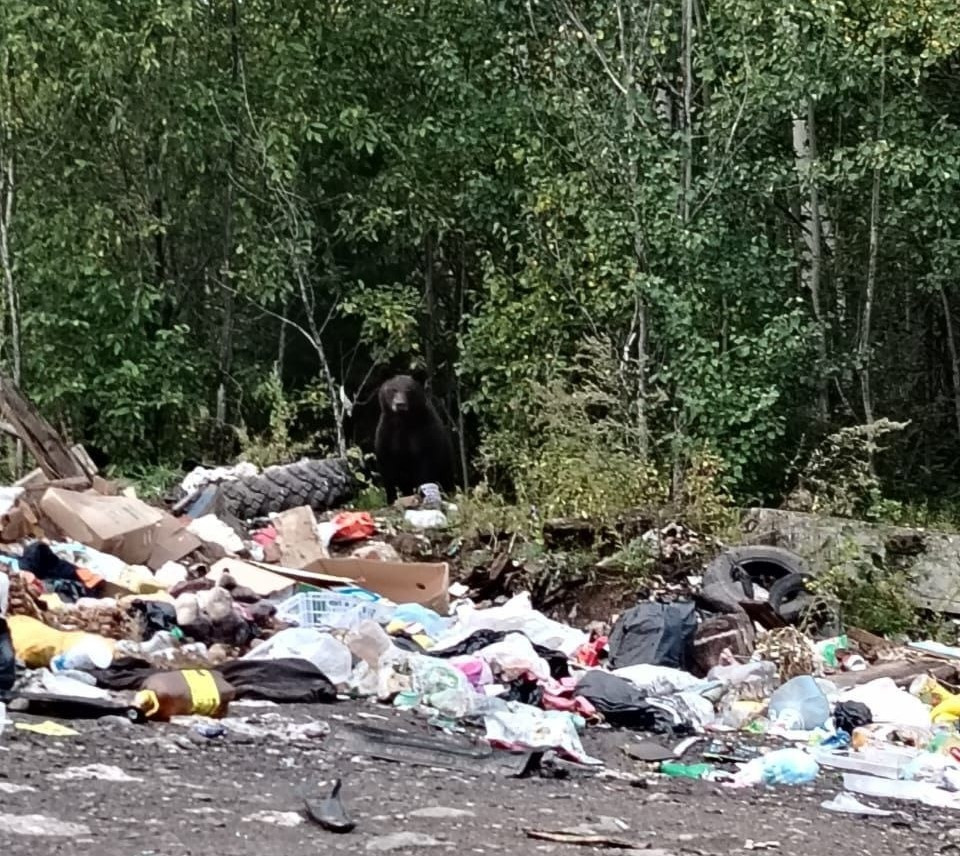 Медведь рядом с мусорной свалкой в лесу