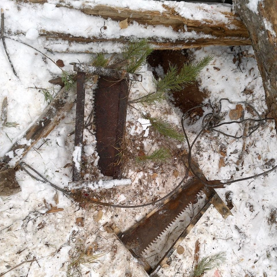Капкан в зимнем лесу, снег и деревья.