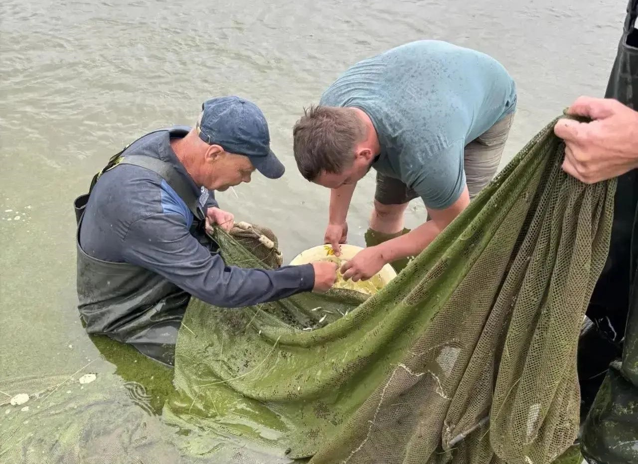 Коршуновский ГОК выпустил мальков пеляди в Братское водохранилище