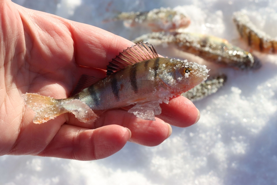 Больше ста человек будут участвовать в соревнованиях по ловле рыбы в Братске