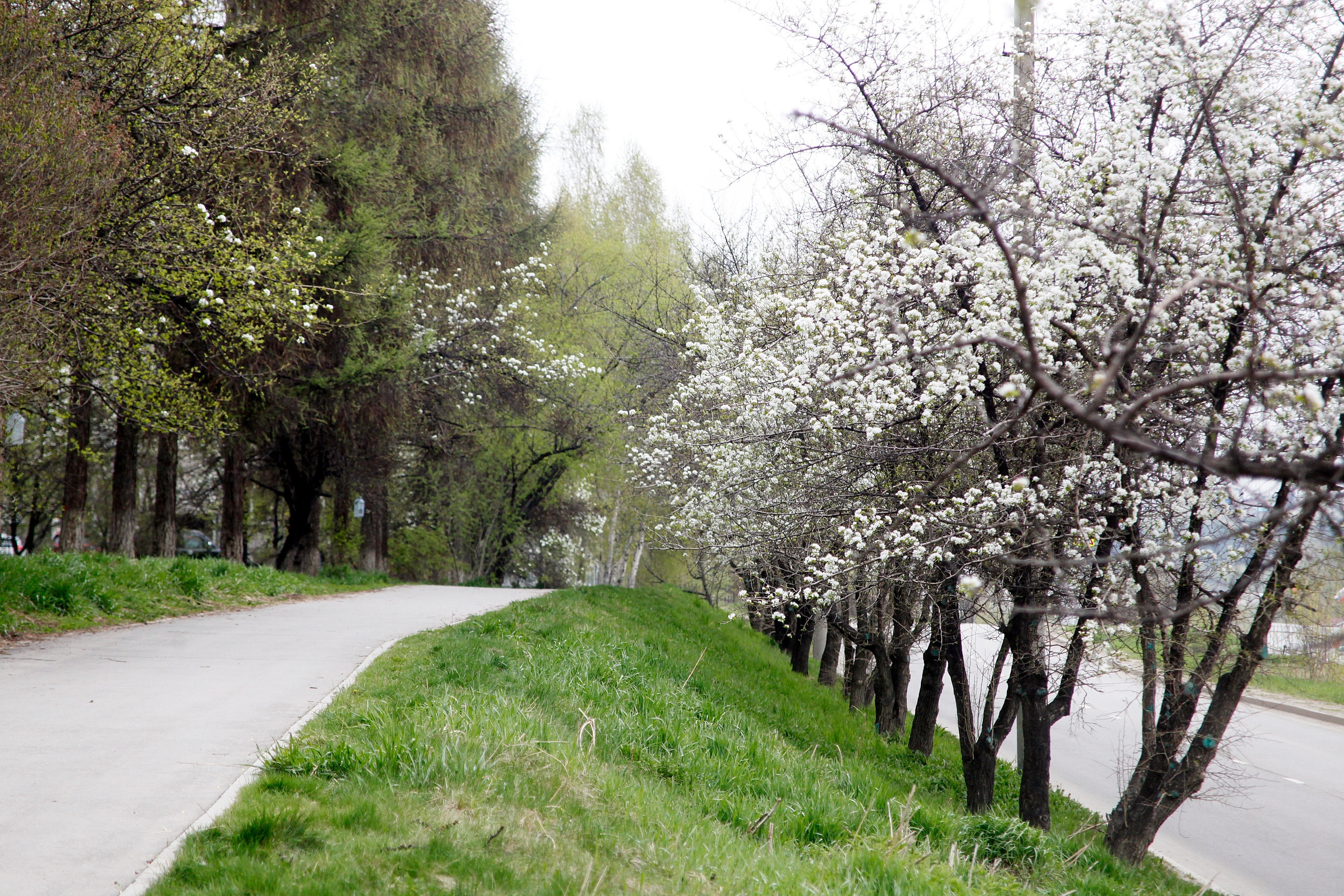 Деревья с белыми цветами вдоль дороги