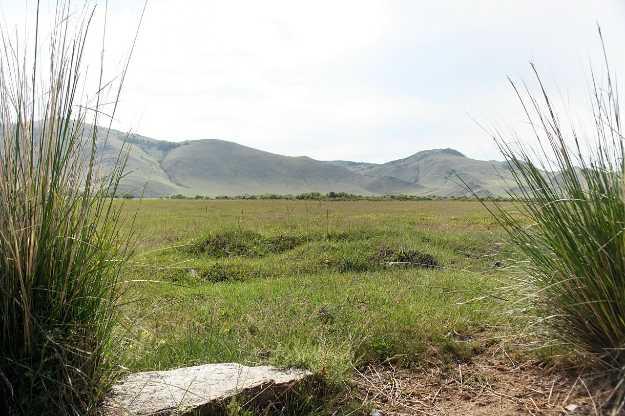 Луг с травой и холмами на заднем плане
