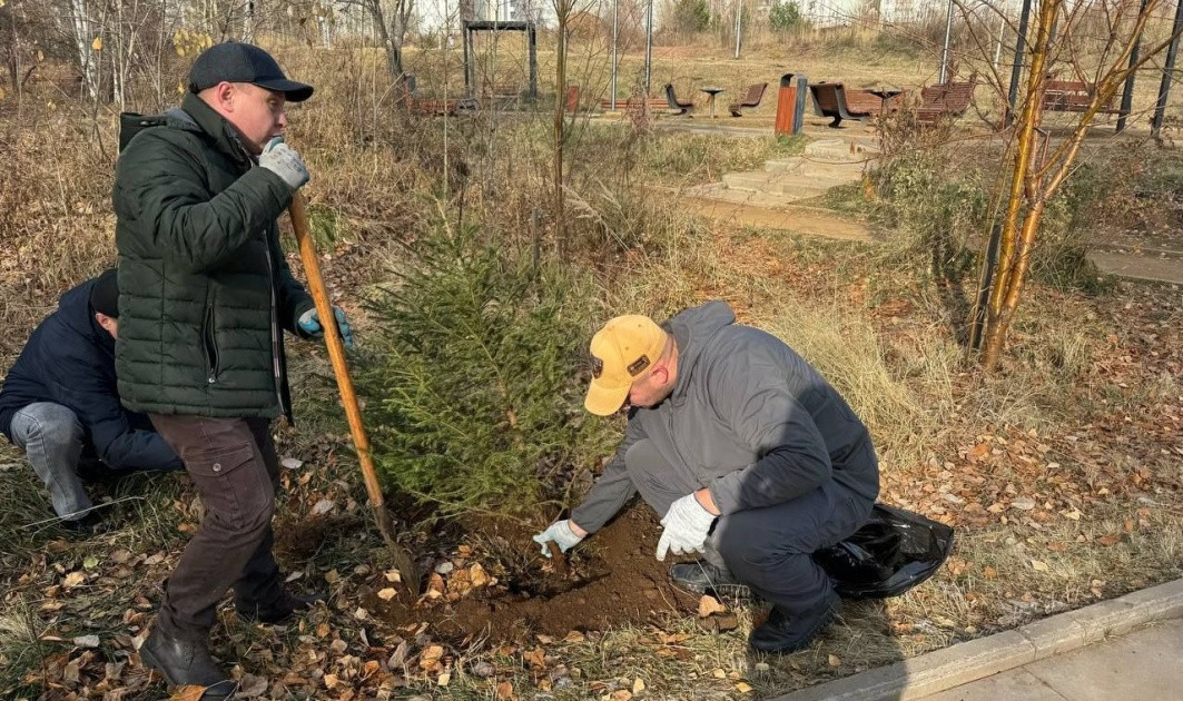 Посадка дерева двумя мужчинами в осеннем парке.