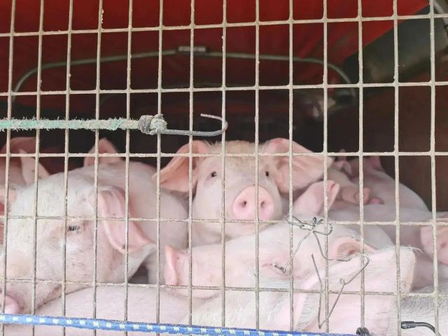 В Приангарье существует опасность заноса африканской чумы свиней в регион