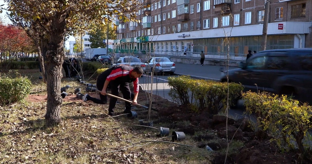 Масштабное озеленение идет на улице Кирова в Братске