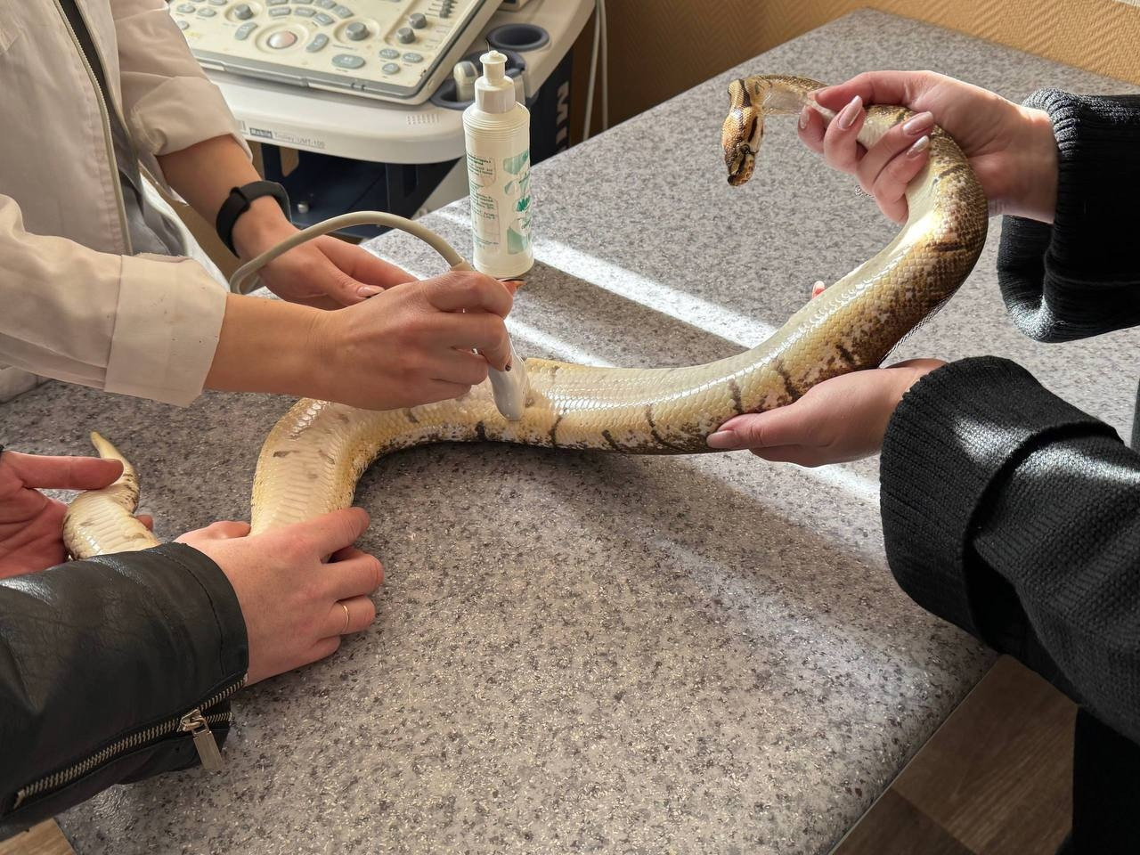 УЗИ исследование змеи в ветеринарной клинике