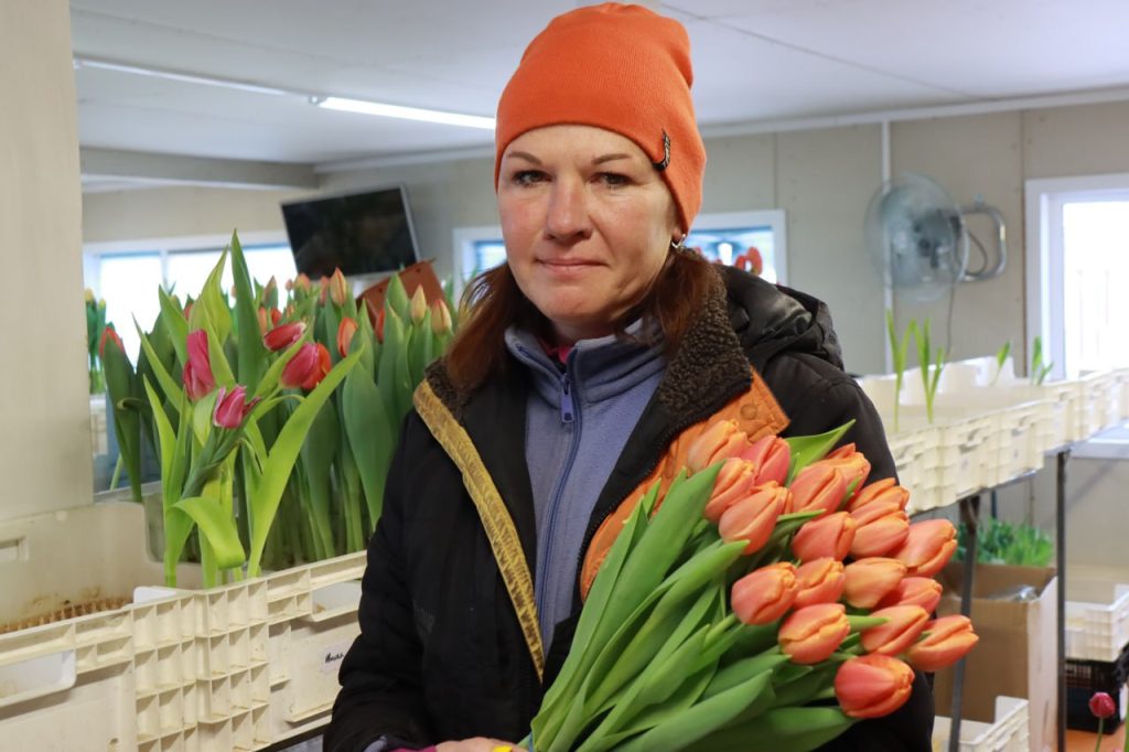 Семья братчан вырастила 30 тысяч тюльпанов к 8 марта