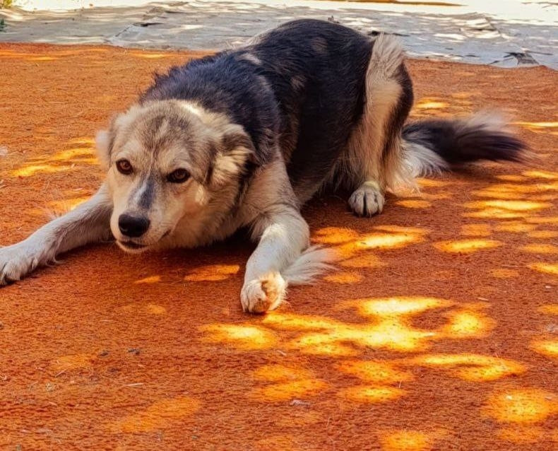 Собака лежит на ковре.