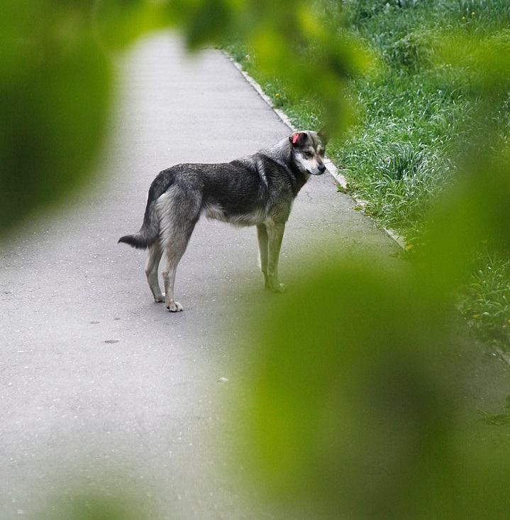 В Братске готовятся начать строить госприют для бездомных животных