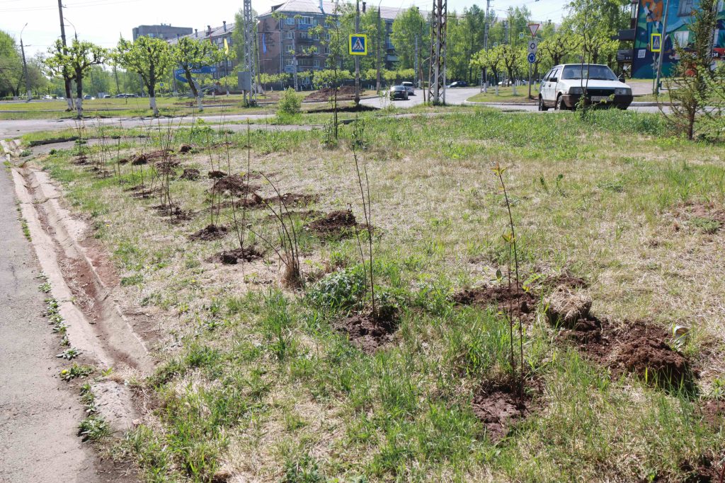В Братске на улице Обручева высадят кустарники на 1,7 млн рублей