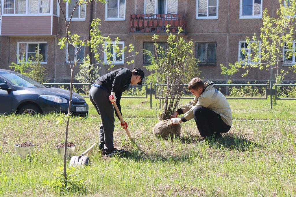 В Братске на улице Обручева высадят кустарники на 1,7 млн рублей