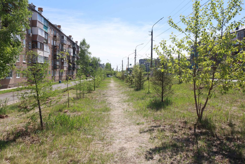 В Братске на улице Обручева высадят кустарники на 1,7 млн рублей