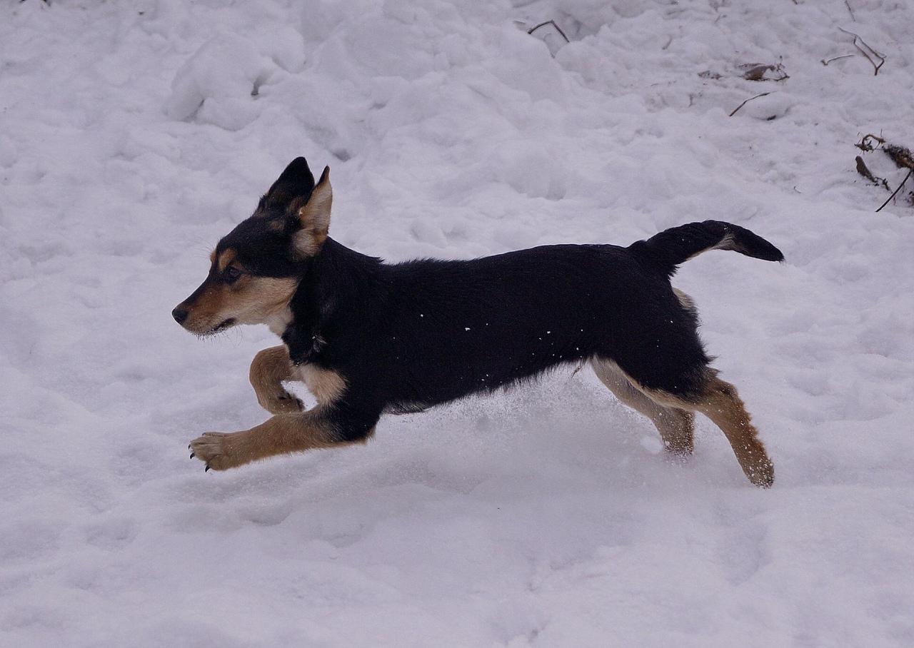 В Иркутске возобновили отлов бездомных собак