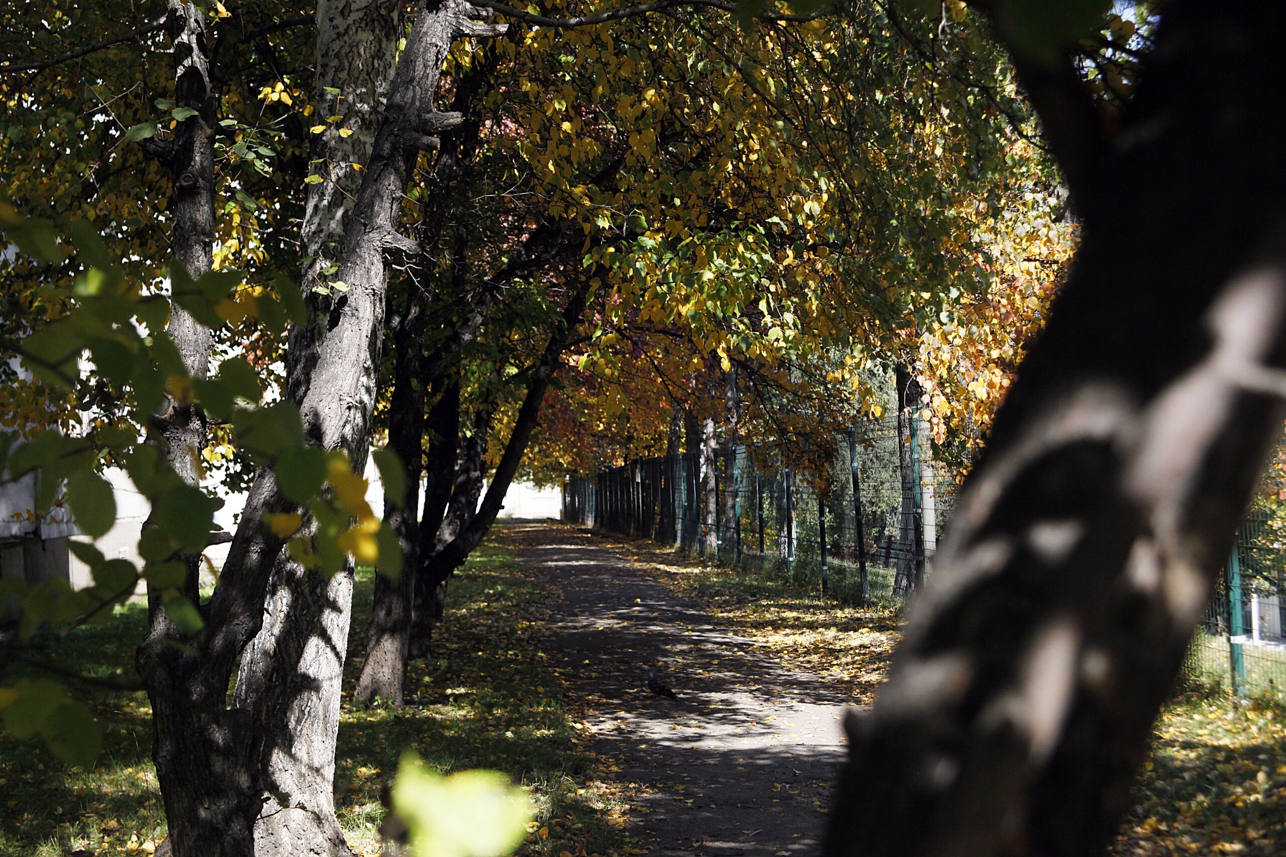 Заболеваемость ОРВИ растет в Приангарье